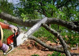  Nitro, WV Tree Care Pros